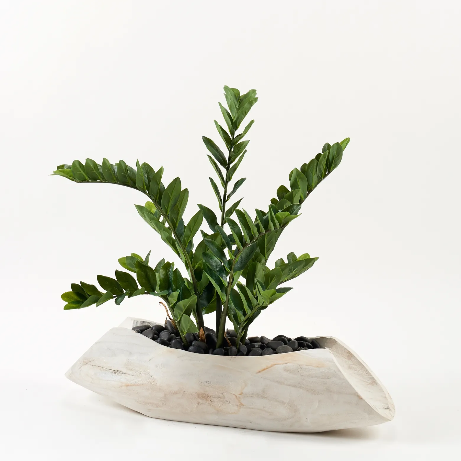 Zamifolia Plant in Light Tan Wood Log